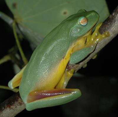 Gracilgroda