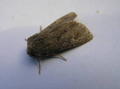 Gräsnattfly