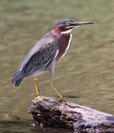 Grönhäger