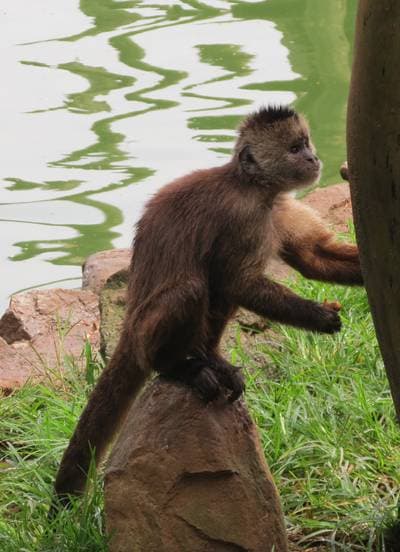Guianakapucin