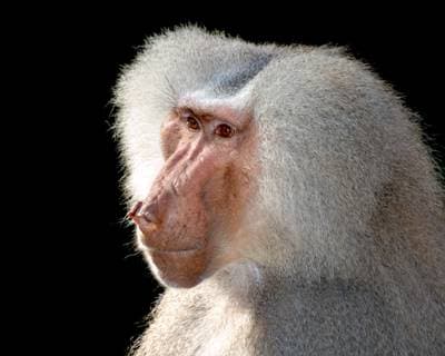 Guineababian