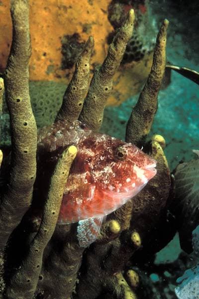 Gulbandad papegojfisk