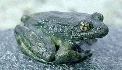 Gulbensgroda