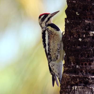 Gulbukig sapsucker