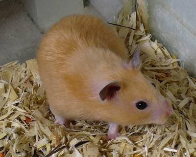 Guldhamster