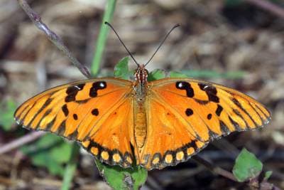 Gulffritillärfjäril