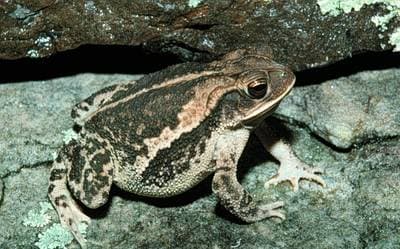 Gulfkustpadda