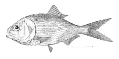 Gulfmenhaden