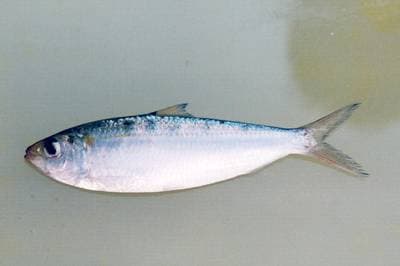 Gulstripad sardinell