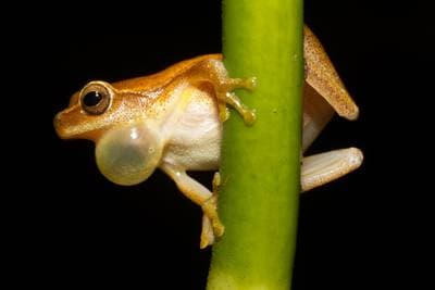 Gulträdgroda