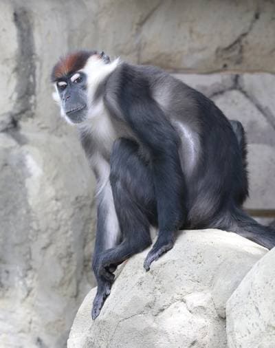 Halsbandsmangabey