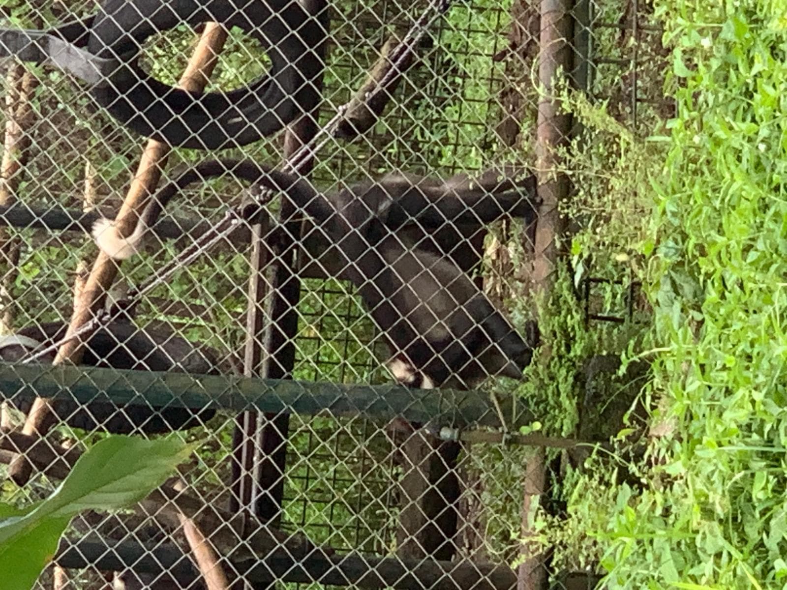 Halsbandsmangabey — 2/3