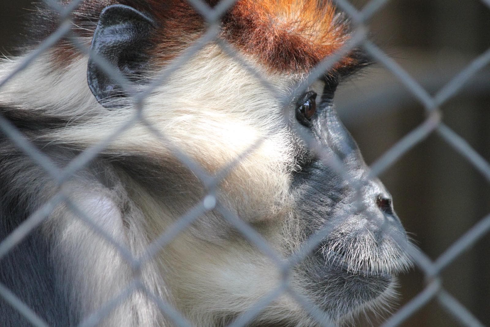 Halsbandsmangabey — 3/3