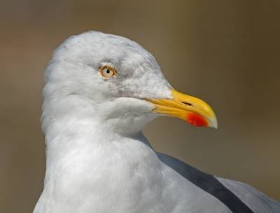 Havstrut