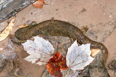 Hellbender