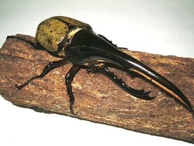 Herkuleskalbagge