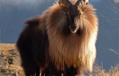 Himalayatahr