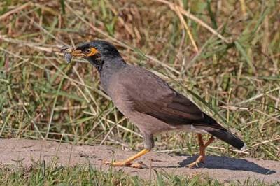 Hirtmyna