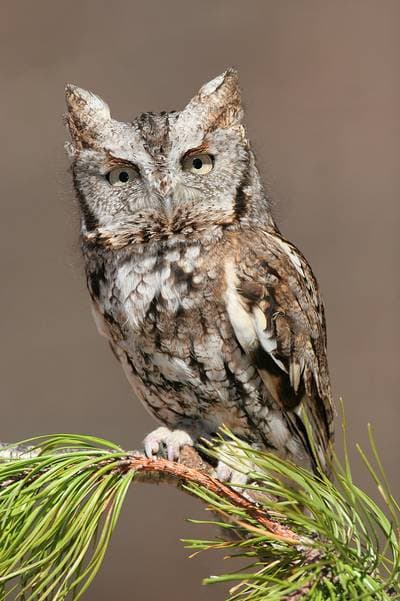Hornuggla