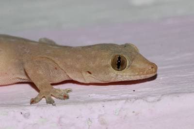 Husgecko