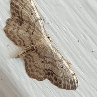 Idaea dimidiata