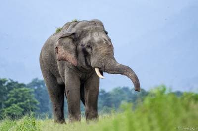 Indisk elefant