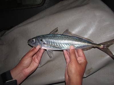 Inkataggmakrill