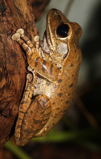 Javanskumgroda