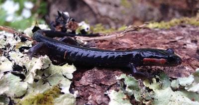 Jordans lunglösa salamander