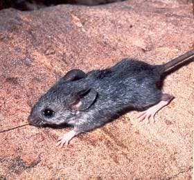 Kaktusmus