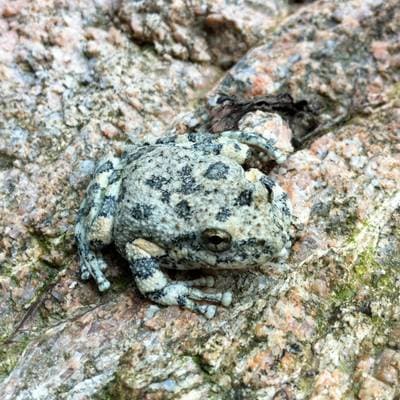 Kalifornisk klippgroda