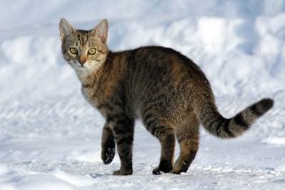 Katt