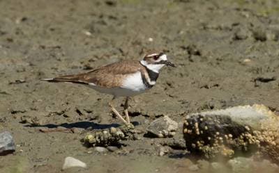 Killdeer