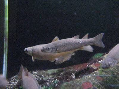 Kinesisk elritsa