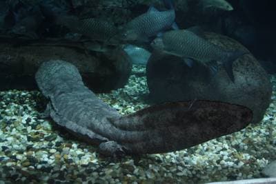 Kinesisk jättesalamander