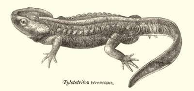 Krokodilsalamander