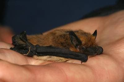 Kuhls pipistrell