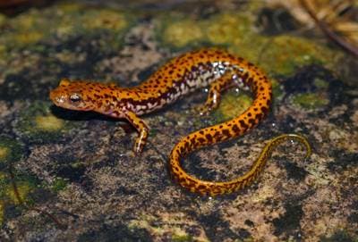 Långsvansad salamander
