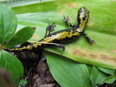 Långtåig salamander