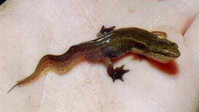 Liten vattensalamander