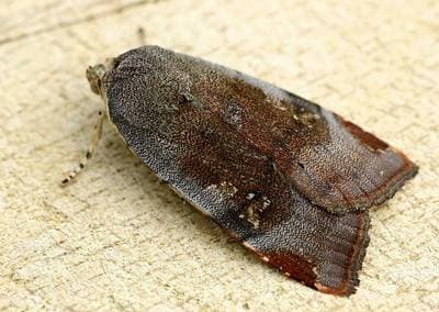 Ljus jordfly