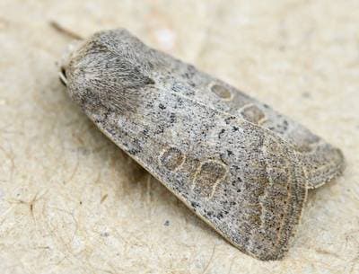 Ljusbrun jordfly