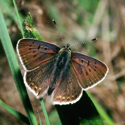 Loweia tityrus