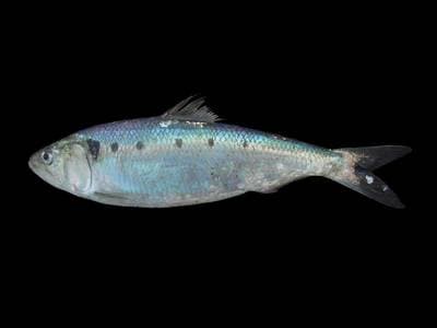Majfisk