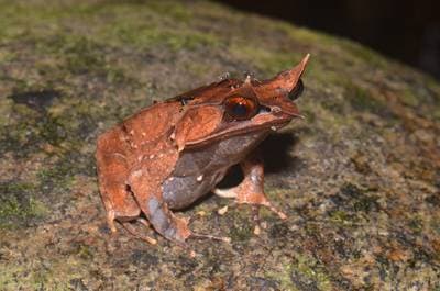 Malajisk horngroda