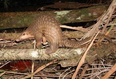 Malajisk pangolin