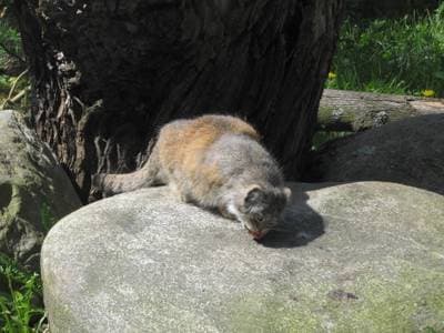 Manul