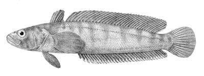 Marmorerad klippfisk