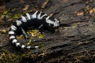 Marmorerad salamander