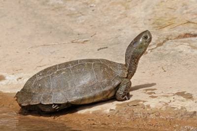Mauremys leprosa